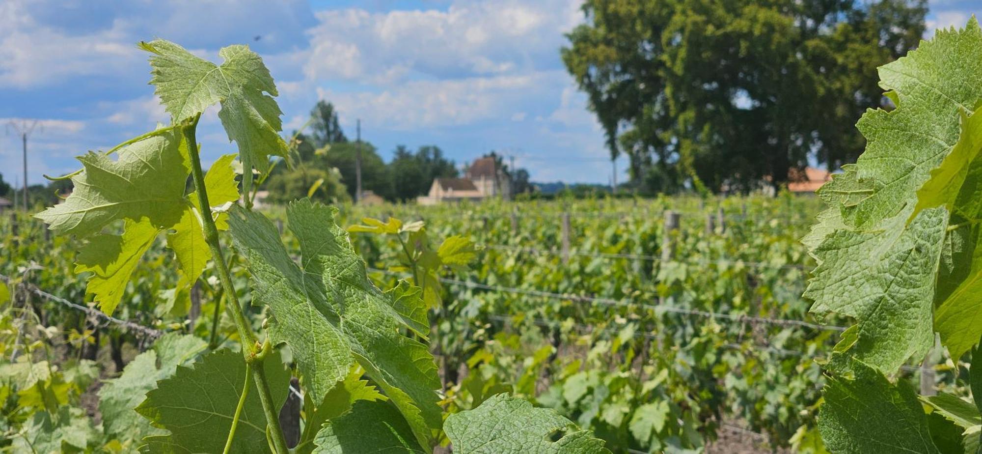 Chambres D'Hote & Gite Chateau Le Conte - Saint Emilion Exterior photo